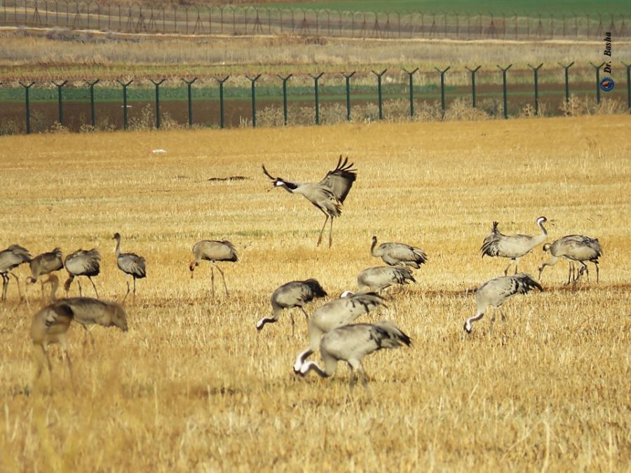 مرج ابن عامر يستضيف العديد من الطيور المهاجرة